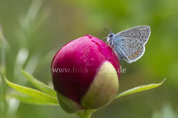 Fokus-Natur Bild