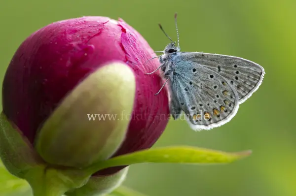 Fokus-Natur Bild