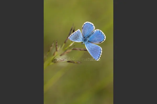Fokus-Natur Bild