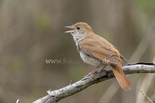 Fokus-Natur Bild