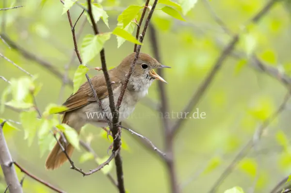 Fokus-Natur Bild