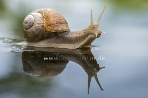 Fokus-Natur Bild