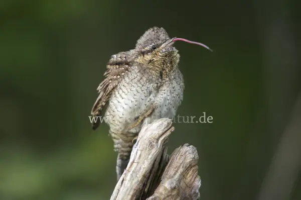 Fokus-Natur Bild