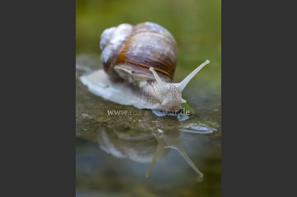 Fokus-Natur Bild
