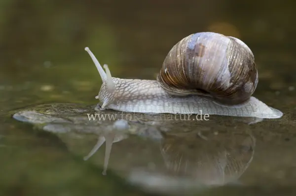 Fokus-Natur Bild