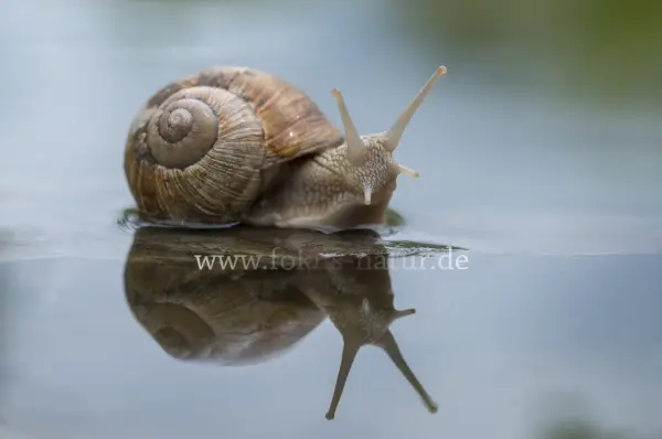 Fokus-Natur Bild