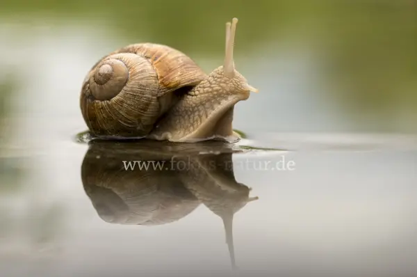Fokus-Natur Bild