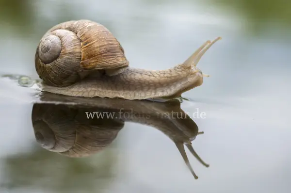 Fokus-Natur Bild