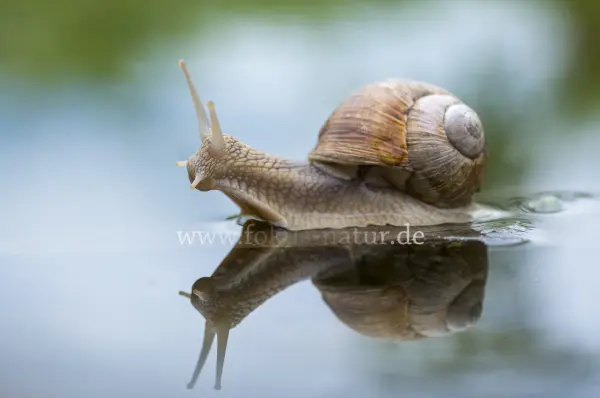 Fokus-Natur Bild