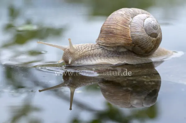 Fokus-Natur Bild