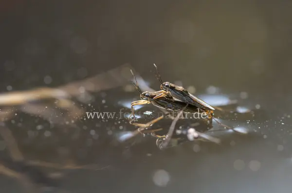 Fokus-Natur Bild