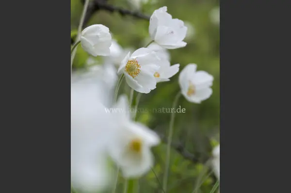 Fokus-Natur Bild