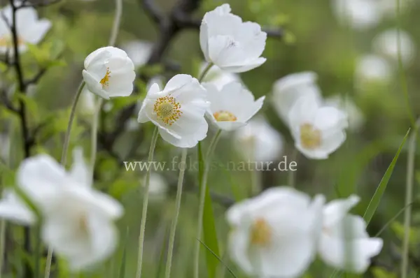 Fokus-Natur Bild