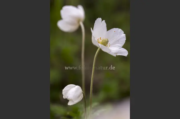 Fokus-Natur Bild