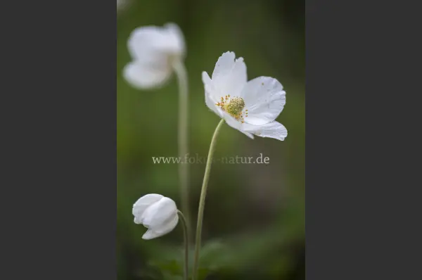 Fokus-Natur Bild