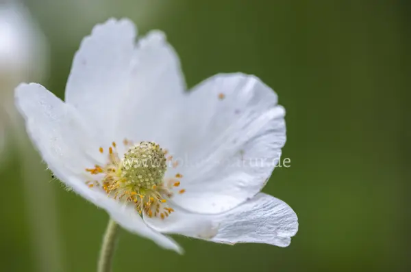 Fokus-Natur Bild
