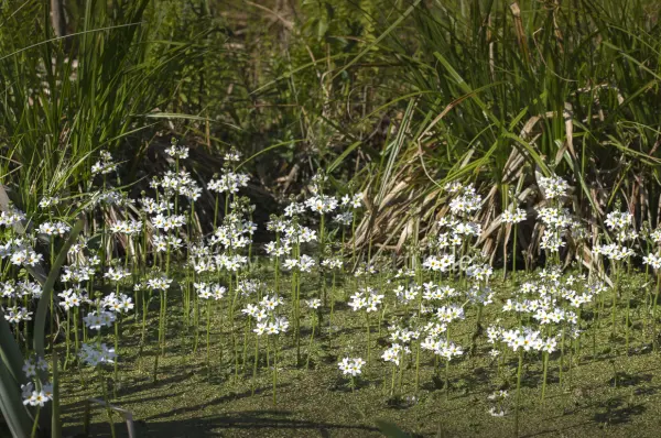 Fokus-Natur Bild