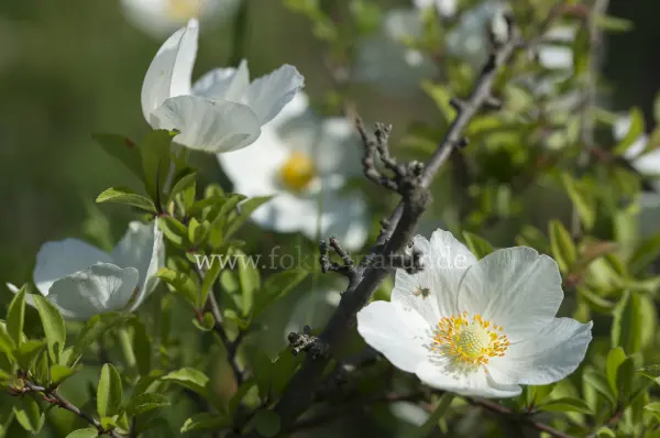 Fokus-Natur Bild