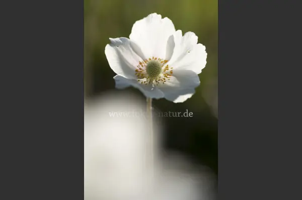 Fokus-Natur Bild