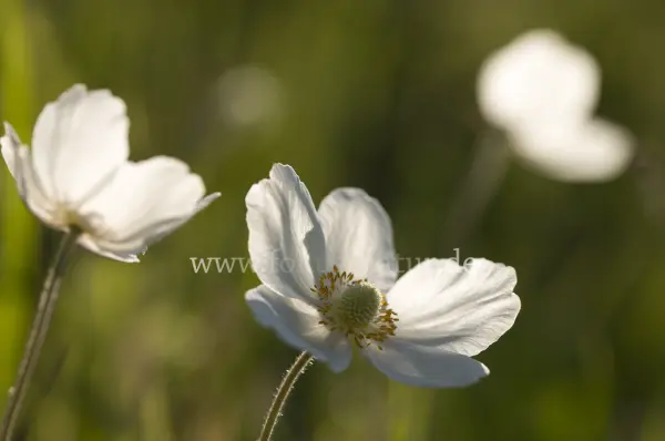 Fokus-Natur Bild