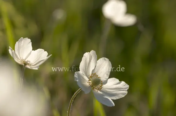 Fokus-Natur Bild