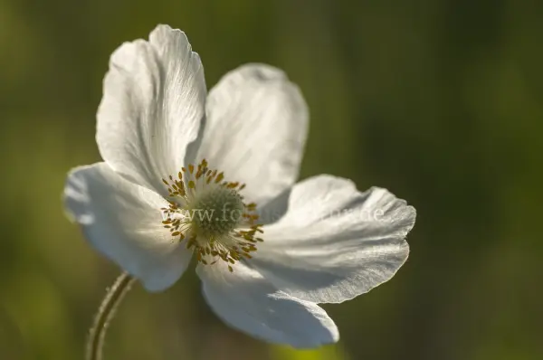 Fokus-Natur Bild
