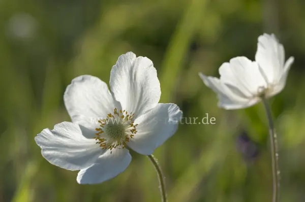 Fokus-Natur Bild