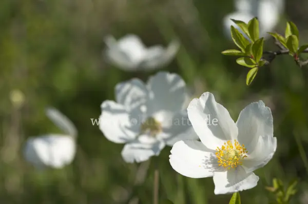 Fokus-Natur Bild