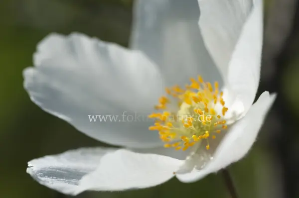 Fokus-Natur Bild