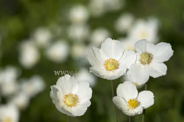 Fokus-Natur Bild