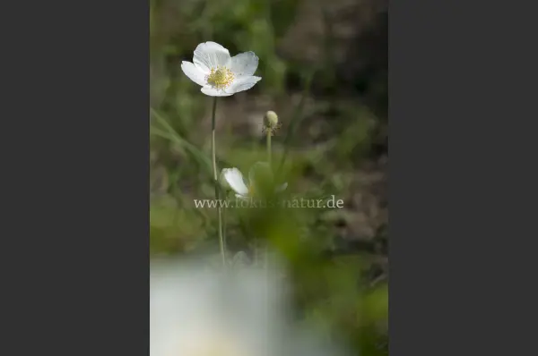 Fokus-Natur Bild