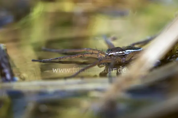 Fokus-Natur Bild