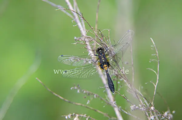 Fokus-Natur Bild