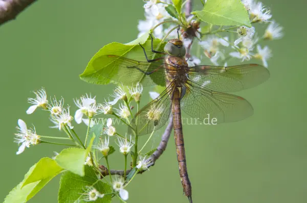 Fokus-Natur Bild