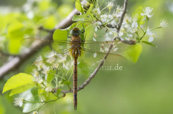 Fokus-Natur Bild