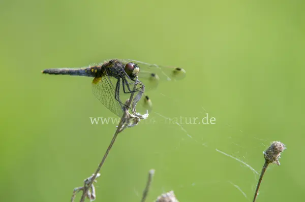 Fokus-Natur Bild