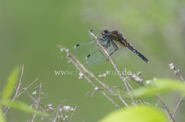 Fokus-Natur Bild