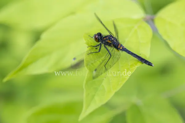 Fokus-Natur Bild