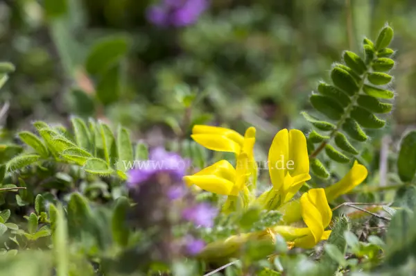 Fokus-Natur Bild