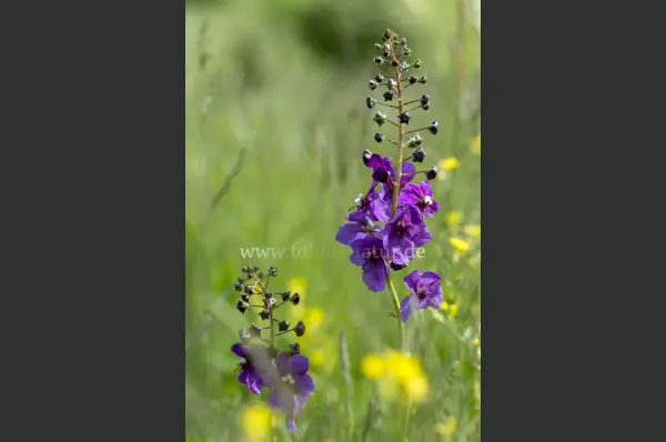 Fokus-Natur Bild