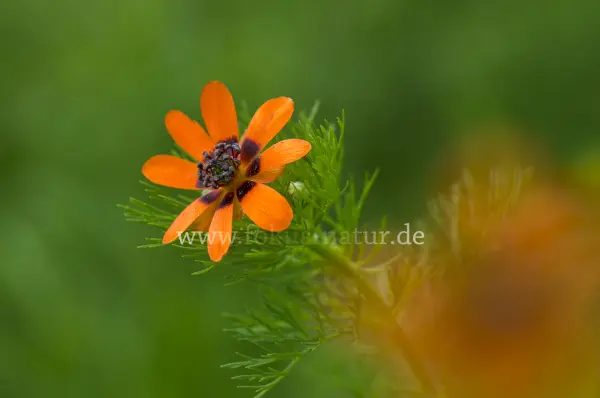 Fokus-Natur Bild