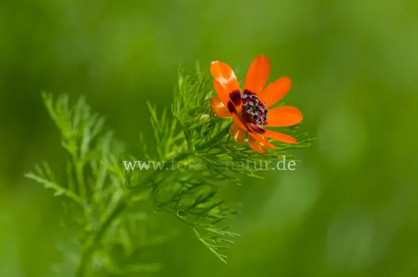 Fokus-Natur Bild