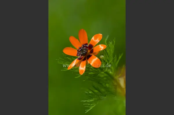 Fokus-Natur Bild