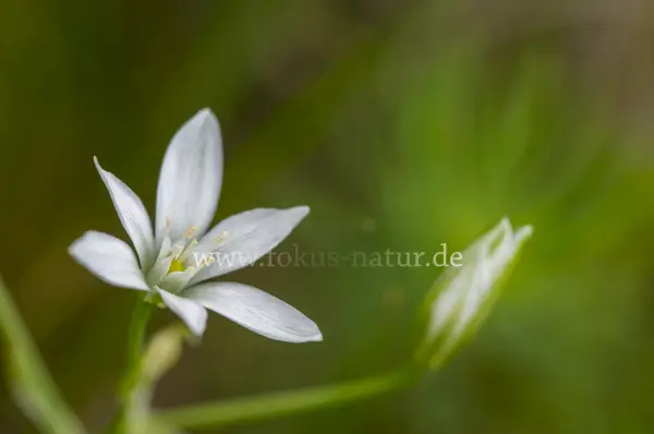 Fokus-Natur Bild