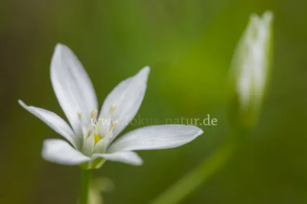 Fokus-Natur Bild