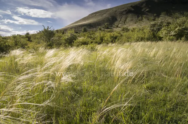Fokus-Natur Bild
