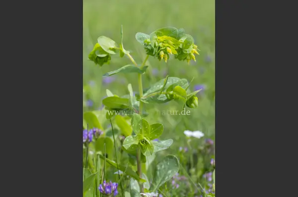 Fokus-Natur Bild
