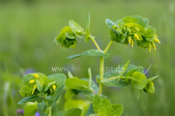 Fokus-Natur Bild