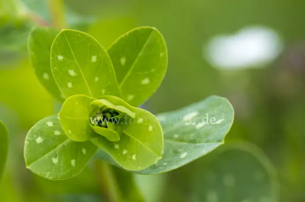 Fokus-Natur Bild