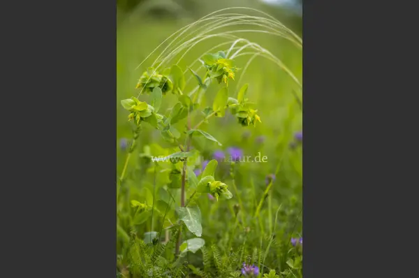 Fokus-Natur Bild